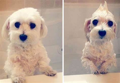 Ilustrácia hrubosrstého psa pred a po trimovaní