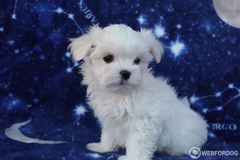 Zranený psík na skládke