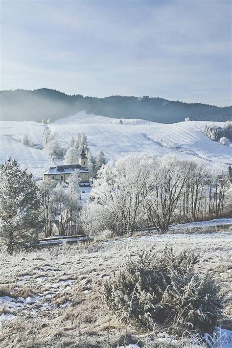 Pes v zimnej krajine