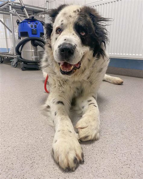 Pes prejavujúci príznaky kožného problému