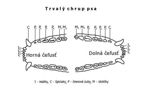 Schéma kostry psa a rozloženie zubov