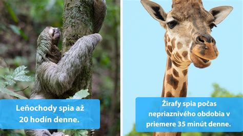 Ilustrácia rôznych druhov zvierat