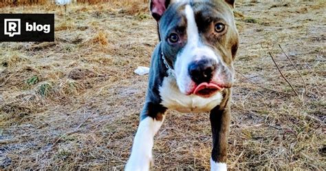 Rodina si užíva čas s americkým stafordšírskym teriérom