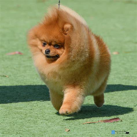 Foto: Pomeranian s bežnou srsťou a s
