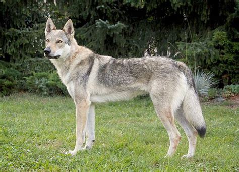 Československý vlčiak pri hre