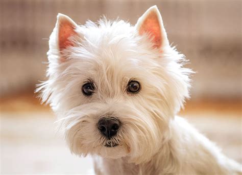 Obrázok West Highland White Terrier - biela srsť a aktívny výraz