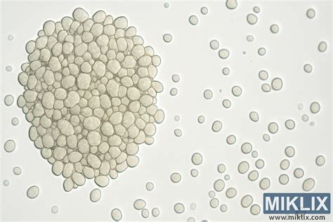 Mikroskopický pohľad na fipronil a permetrín