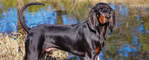 Obrázok znázorňujúci typický vzhľad Chodského psa a znaky plemena (black and tan)
