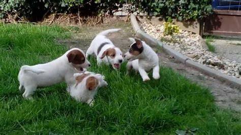 inzeraty_jrt_steniatka