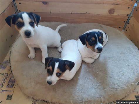 steniatka_jrt_tricolor