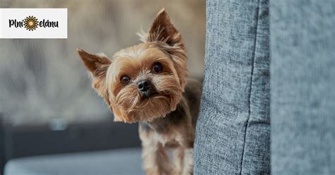 Zoznam plemien psov vhodných do bytu