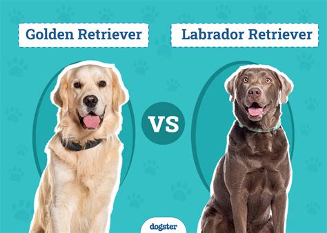 Labrador retriever vs Zlatý retriever - ilustrácia porovnania vzhľadu a srsti