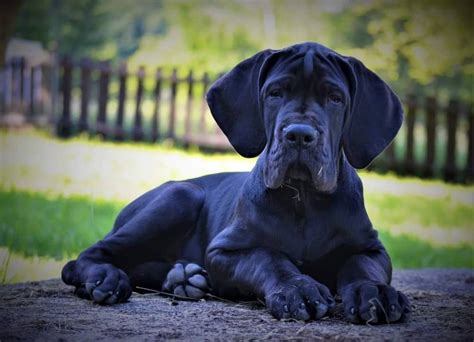 Šteniatko nemeckej dogy pri hre