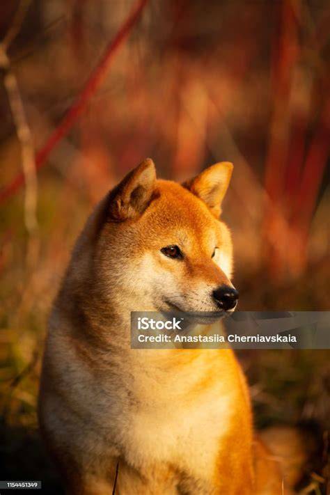 Profil Shiba Inu: postava, srsť a farby