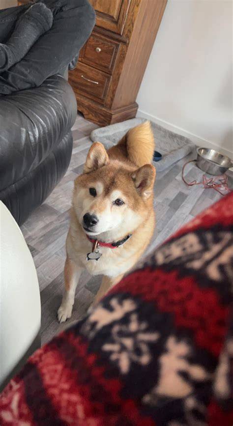 Shiba Inu v interiéri a s rodinou