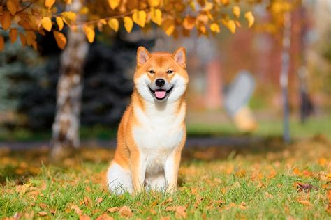 Shiba Inu počas aktivít a spoločných hier