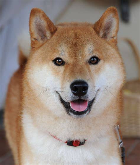 Prehľad bežných ochorení Shiba Inu