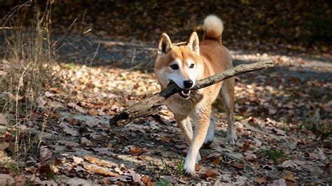 Shiba Inu v aktívnom živote - beh, turistika, šport