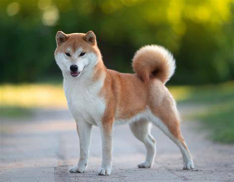 Praktický sprievodca chovom Shiba Inu