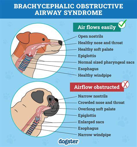 Infografika: BAS - Brachycephalic Airway Syndrome a jeho anatomické časti