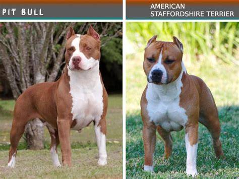 Vizualizácia: Fyzický ideal amstaff vs. staford - rozdiely vo výške, postave a srsť