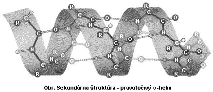 Štruktúra bielkovín a aminokyselín