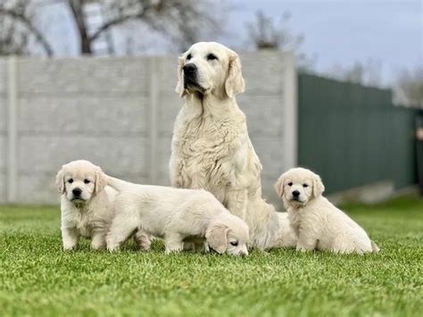 Ilustračná fotka dvoch zlatých retrieverov pripravených na krytie