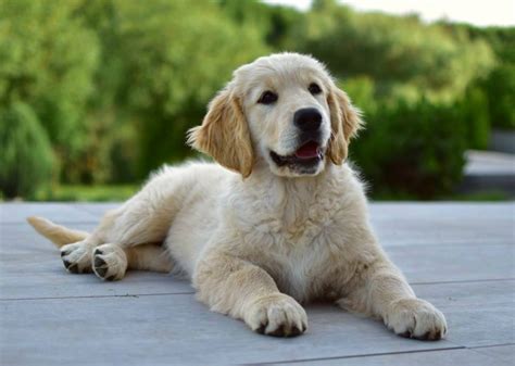 Štatistika vrhu zlatých retrieverov