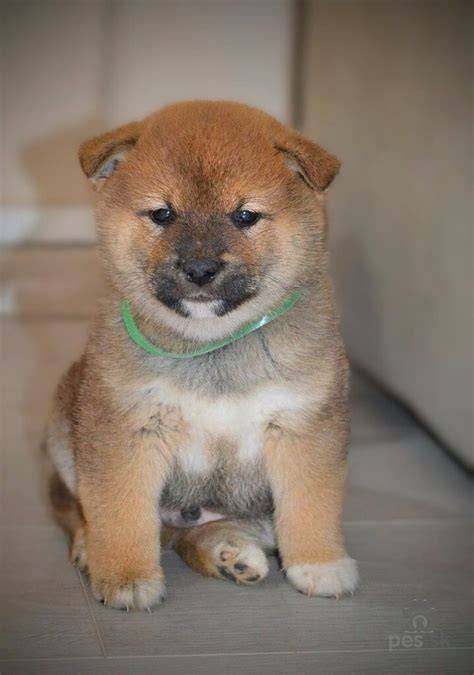 Infografika: Proces kúpy a starostlivosti o šteniatka Shiba Inu (očkovanie, čipovanie, odčervenie, europas)