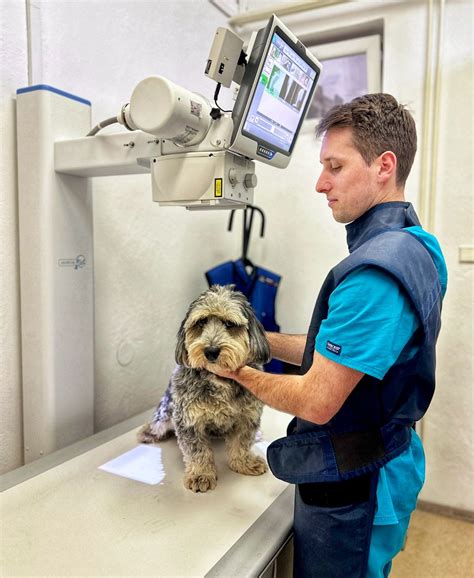 Veterinár vykonáva röntgenové vyšetrenie psa