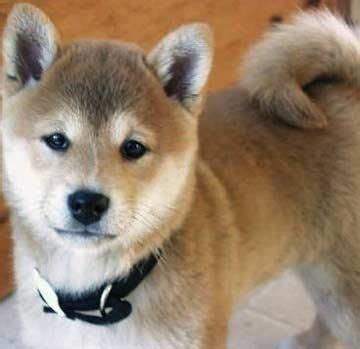 Shiba Inu - typický vzhľad: uši, chvost, srsť, farby