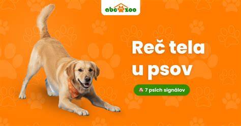 Infografika: Ako čítať reč tela psa a signály dôvery