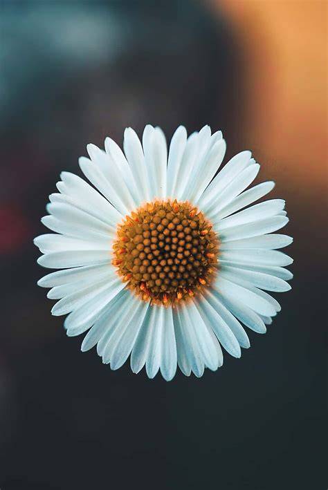 https://unsplash.com/s/path/to/image1