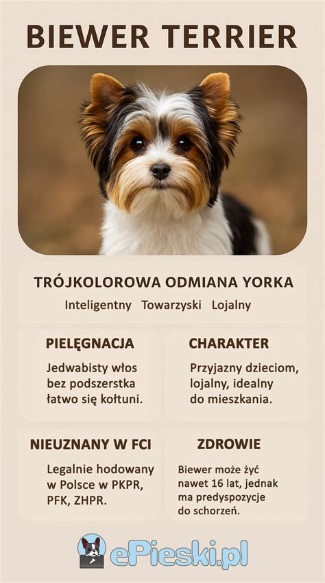 Infografika: Vzhľad a farebné varianty Biewer teriéra