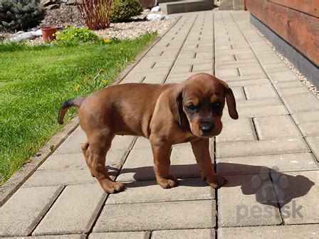 Pes plemena Tatranský durič