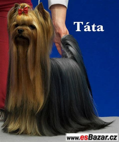 História plemena Yorkshirský teriér