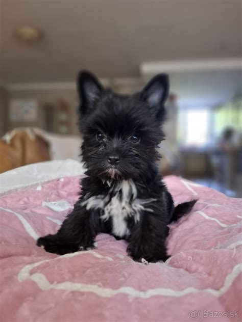 Čisto čierny Yorkshirský teriér