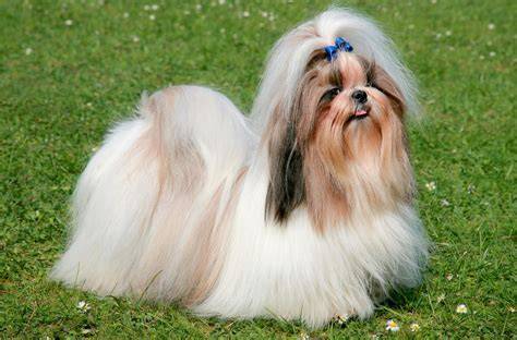 Infografika: Typy strihov Shih Tzu a výber podľa dĺžky srsti
