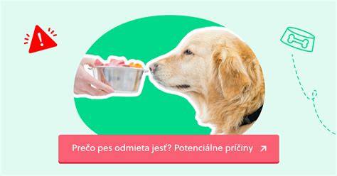Infografika: Prečo pes nechce jesť - hlavné príčiny