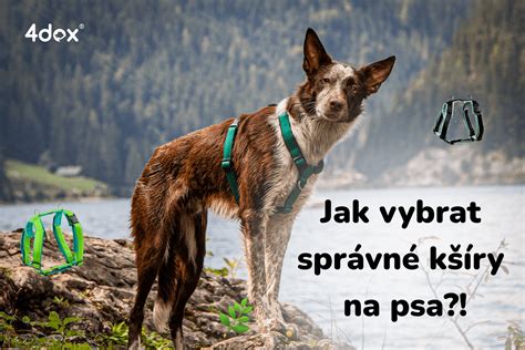 Infografika: Komplexný sprievodca výberom psa pre seniorov (veľkosť, temperament, potreby)