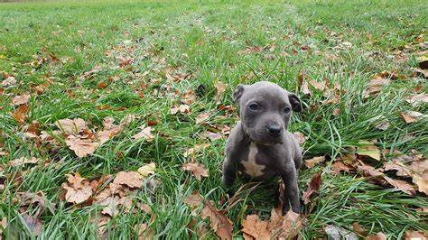 Modrý Amstaff - vizuálny prehľad vzhľadu: silné svaly, široká hlava, krátka srsť