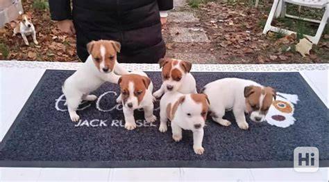 Infografika o typoch srsti a farbách Jack Russell teriéra