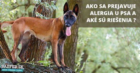 Infografika: Alergie psov a ich prejavy na koži
