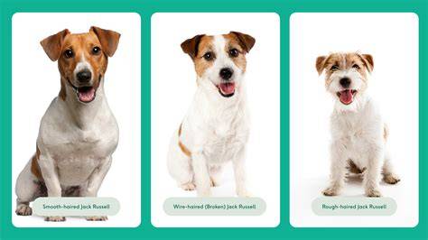 Mapa pôvodu a rozšírenie Jack Russell teriérov