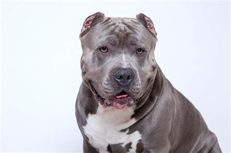 csoky-pitbul.jpg