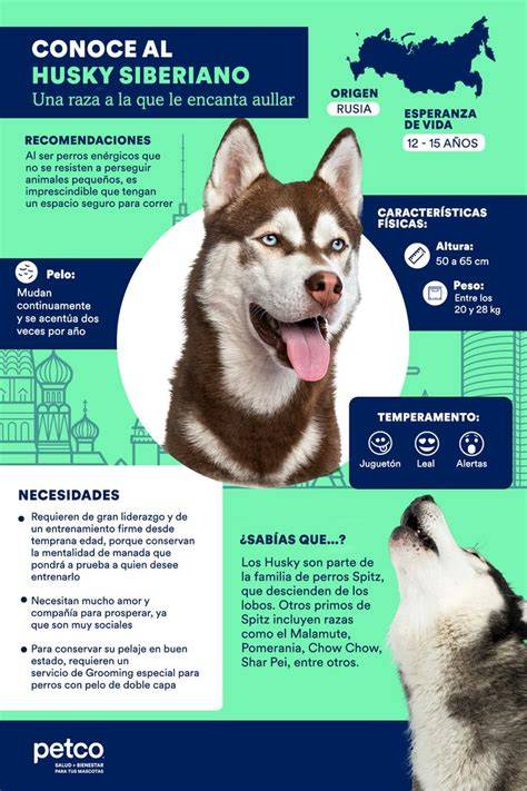 beh-sibirske-husky-infographic.jpg
