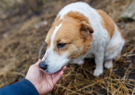 Pes olizujúci ruku majiteľa