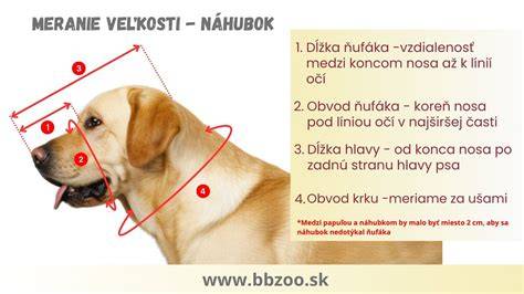 Infografika: Ako merať psa pre správnu veľkosť náhubku - kroky a miery