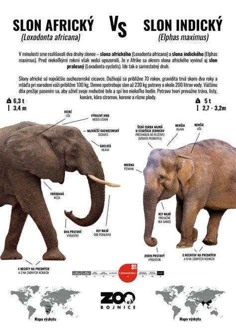 Infografika: Rozdiel medzi artritídou a artrózou u psov