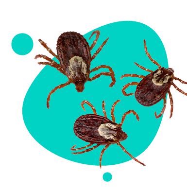 Ilustrácia rôznych chorôb prenášaných kliešťami